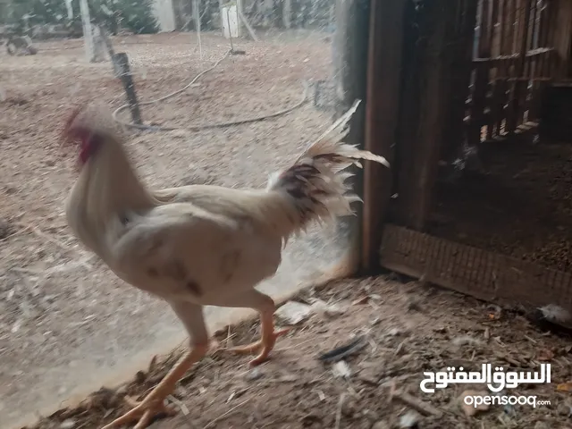 ديك باكستاني بدايه شغل
