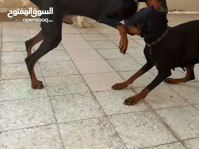 Dog available