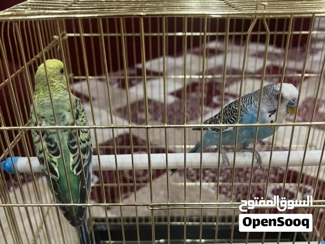طيور بادجي