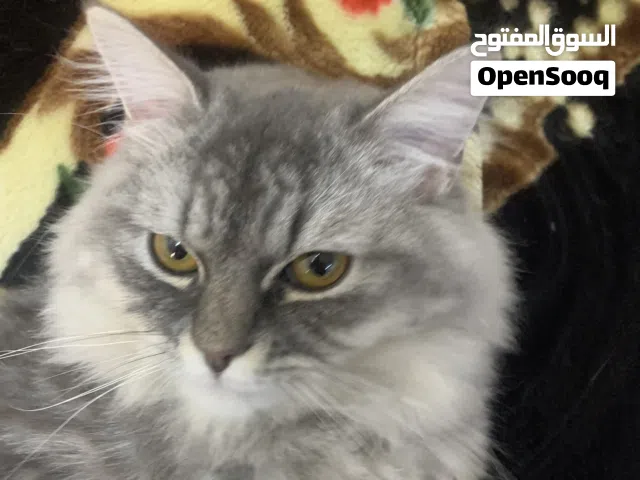 Persian cat cute