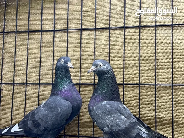 للبيع ازواج واناث حمام باكستاني التواصل على الواتساب