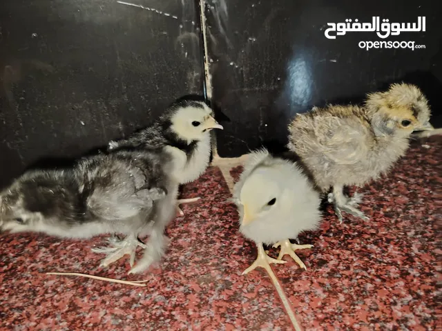 دجاج اسباني خط اول و زوج وسلكي واحد وكوشن واحد