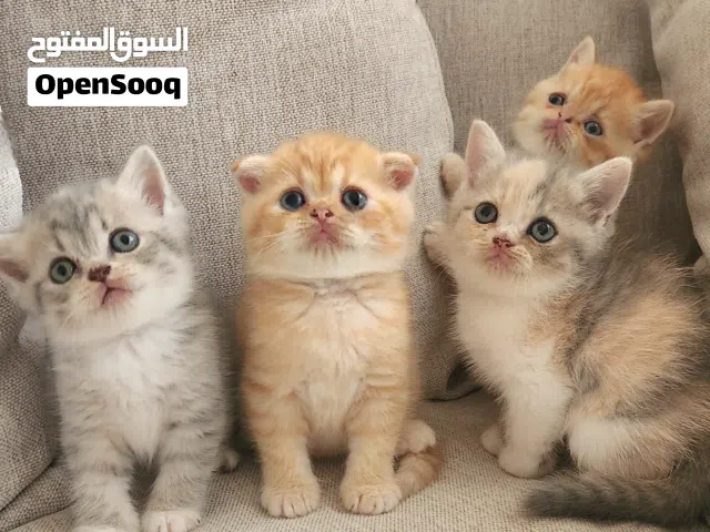 Kitten Scottish British short-hair 1 month old litter trained true breed