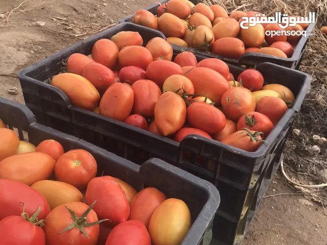 حقل طماطم للبيع  ابين /  لودر  طماطم  جودة عالية   للبيع