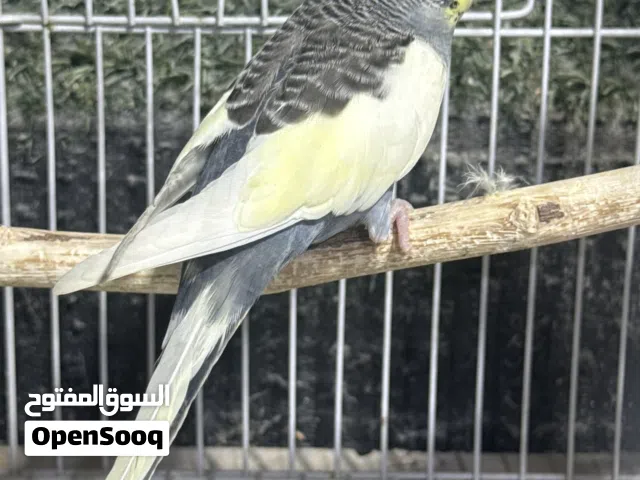 زوج شكري برصاصي