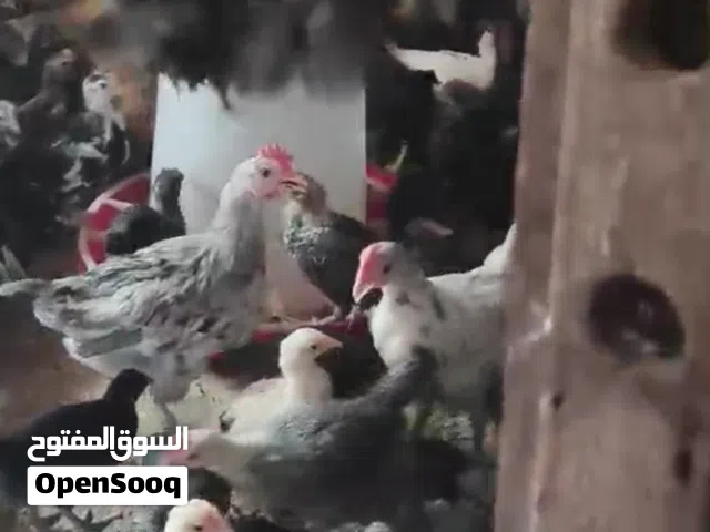 صيصان بلدي