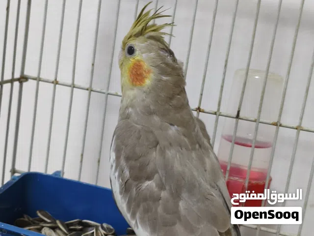 انثى كوكتيل حبشية