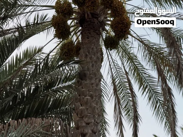 طني 3 حبات نغال و حبه جدمي