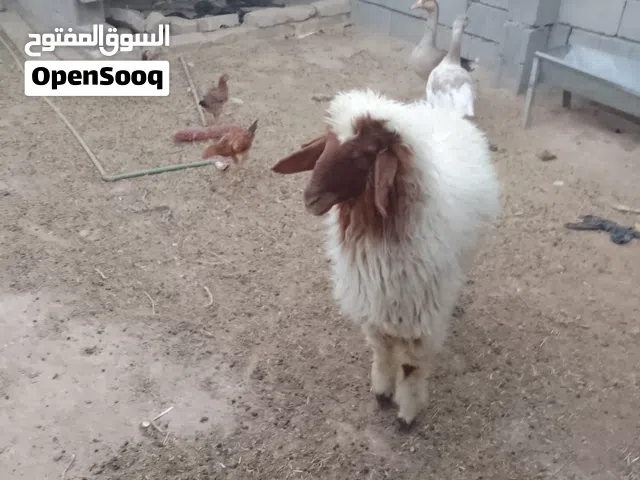 طليه للبيع ورجين معلوفه كل شيء