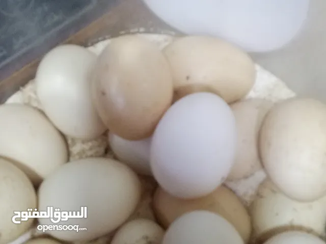 بيض مشكل حبحاب كويتي وعرب