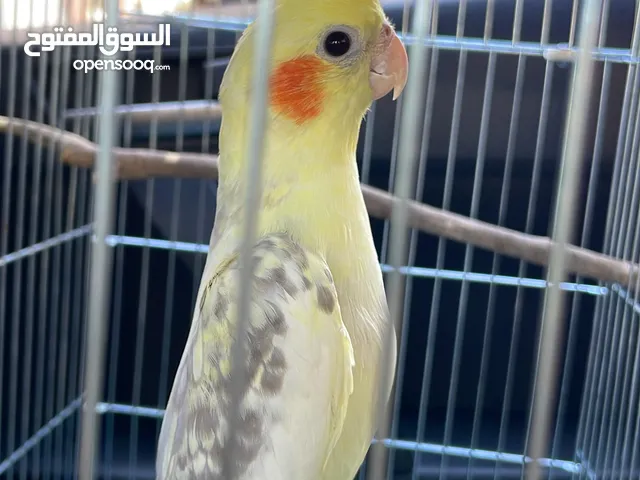للبيع: أنثى كوكتيل جميلة بعمر 6 أشهر فقط! النوع: أنثى كوكتيل (Cockatiel) العمر: 6 شهور