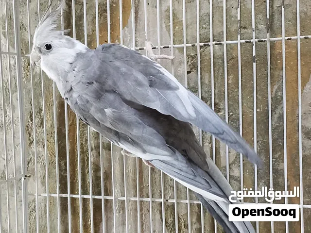 متاح فحل كوكتيل انكليزي ويت فيس عيون حمر