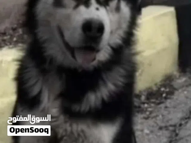 كلب هسكي للبيع جميل ليسه شرس