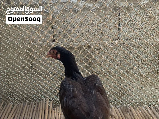 دجاج باكستاني