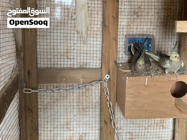 كوبيه كوكتيل الله ايبارك كوبيه وطرف وكوبيه مجربه من قبل