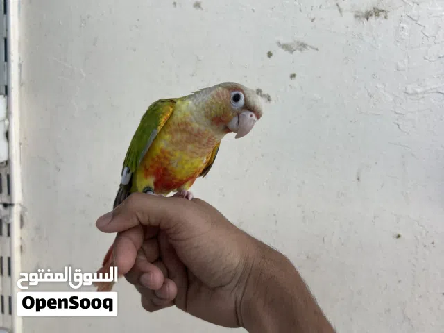 pineapple conure 5 month
