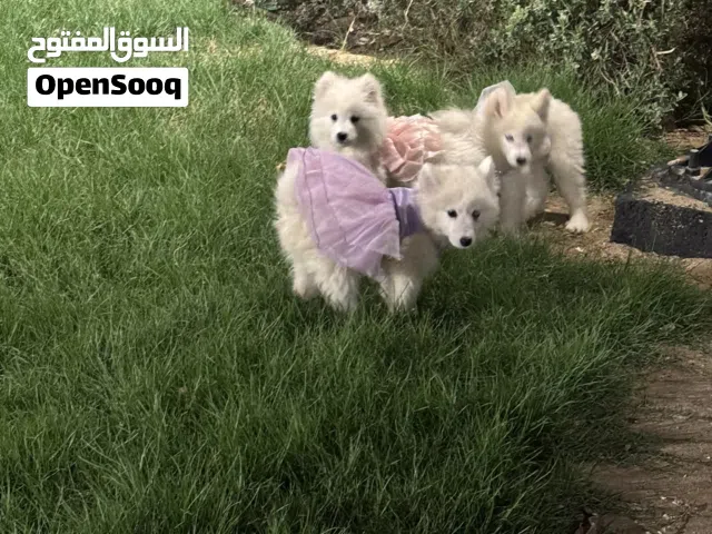 كلاب سامويد للبيع