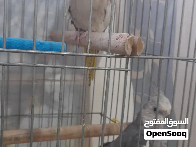 جوز كوكتيل تحتو بيضتين انتج بطنين قبل وهاذ الثالث  الفحل وايت فيس  الطيره ايزبيل   البيع بلكوخ 50