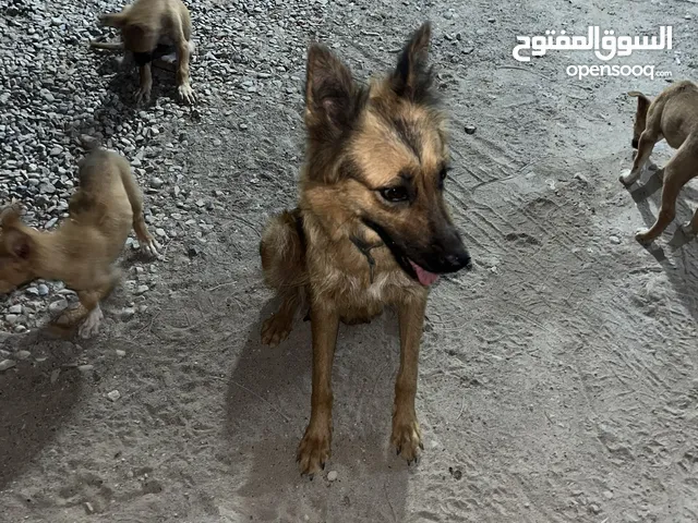 أربع كلاب صغار سلاله مختلطه منها جيرمن