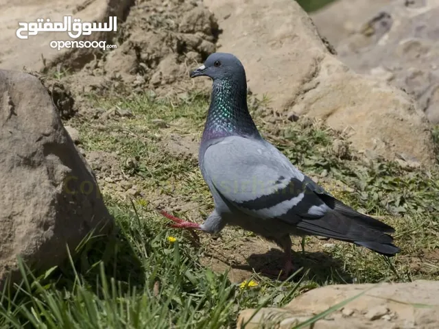 حمام دشتي للبيع 2