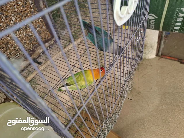 كوبية فيشر وتحتها فرخ عمره 3 اسابيع تقريبا