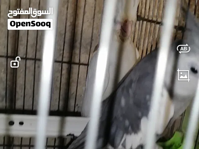 حوز كوكتيل سوبر جامبو