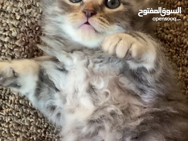 قطط شانشيلا ذكور واناث للبيع في اربد بسعر مغري