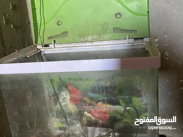 حوض سمك كامل متوسط