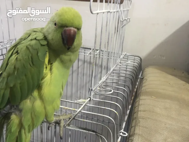 دره نثيه هنديه اليفه كلش مثل ماواضح بل صور