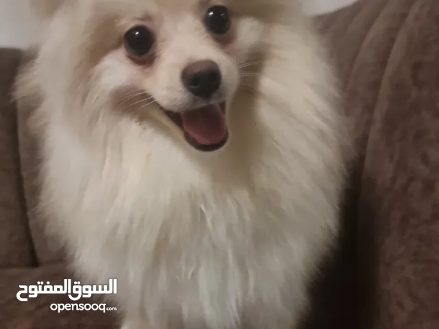 جراوي بوميرانيان للبيع Pomeranian puppies for sale
