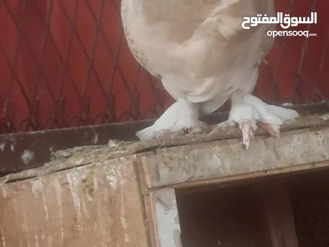 حمام مصري ماسح أنثى