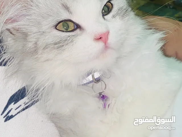 Persian cat