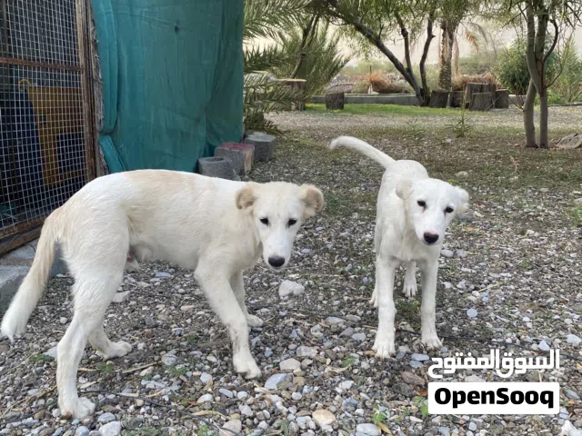 كلاب اثنان للبيع