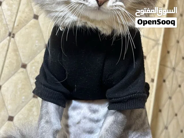 قط للبيع مكس انجورا و شيرازي
