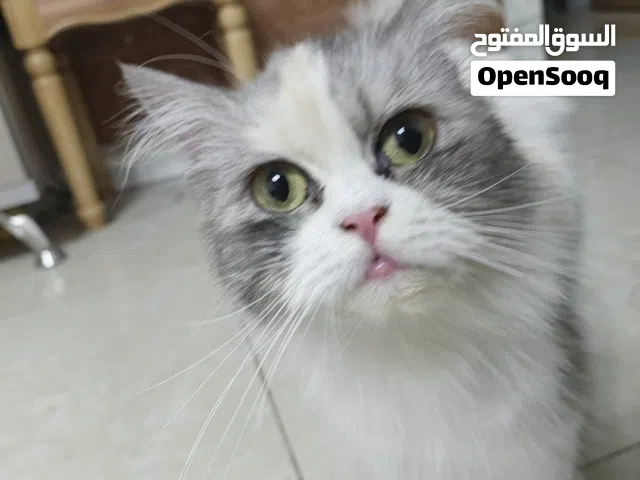 قط شيرازي اليف جدا للبيع
