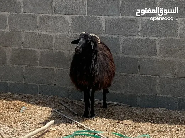 كبش عماني أسود بالكامل للبيع