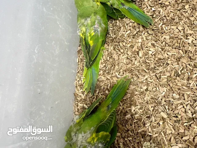 بيع فروخ دره