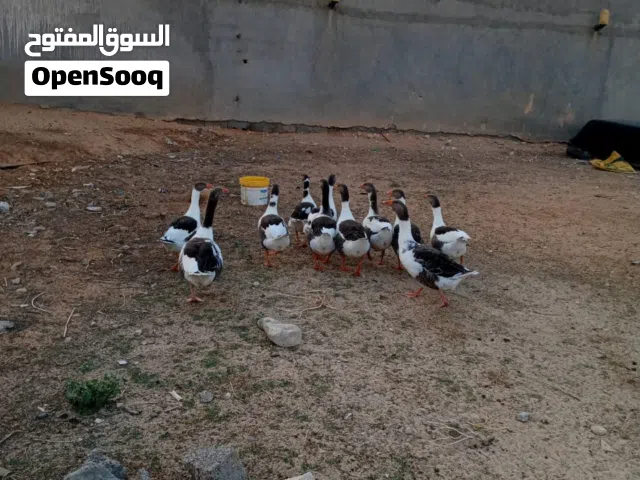 سلام عليكم يوجد 10وزات ريي يبارك سعر ساوم