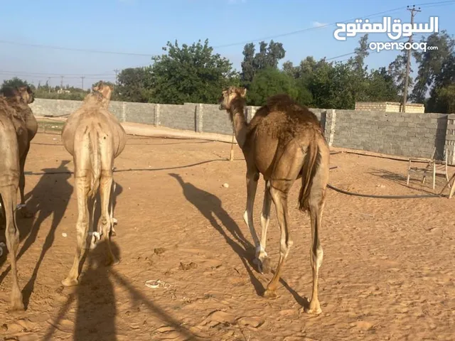 قعدان مناسبات وتمقريس