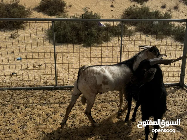 فحل صومالي للبيع على 970