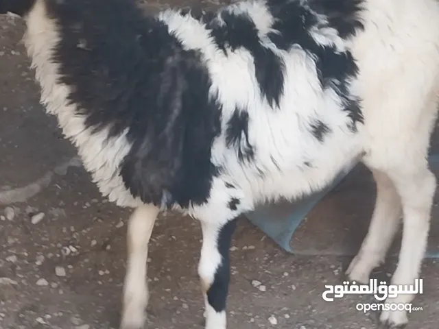 ثنيه معها توم للبيع