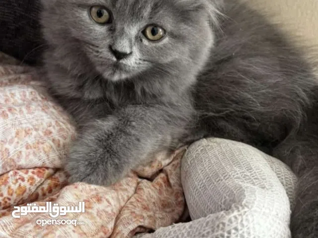 Pure Scottish Fold Kittens