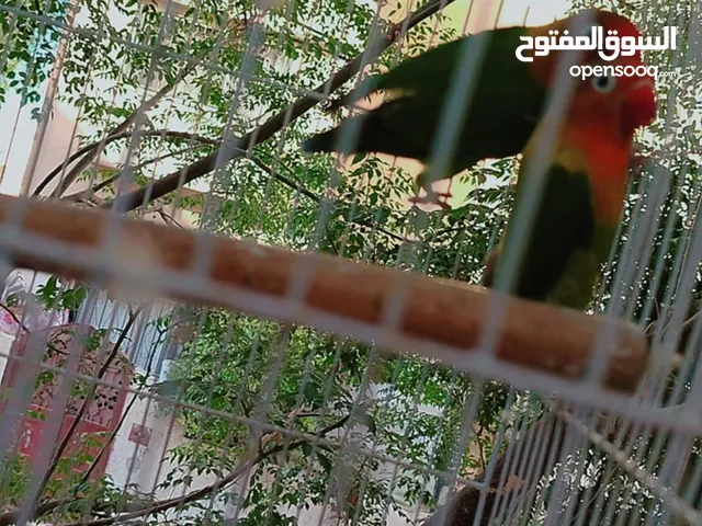 طيور حب و فيشر