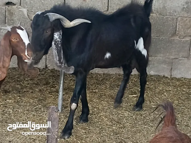 السلام عليكم جدي هجين. سمين ونظيف سنه رباع