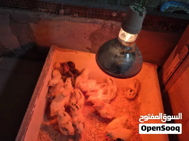 دجاج عربي 70