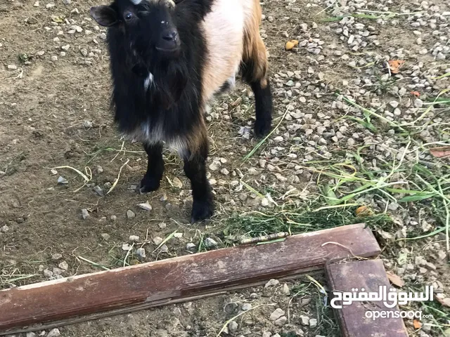 جدي كردي للبيع