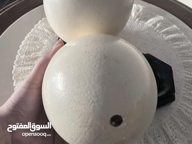 بيض نعام اصلي فارغ  empty ostrich egg original