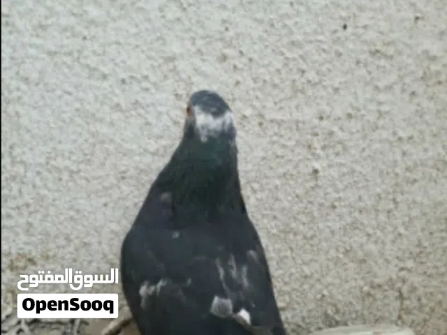 حمام حمام زينه مشرب