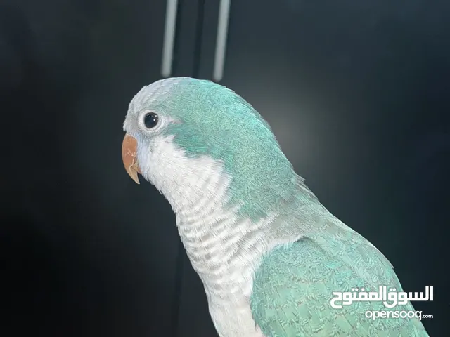 للبيع كويكر متكلم وأليف