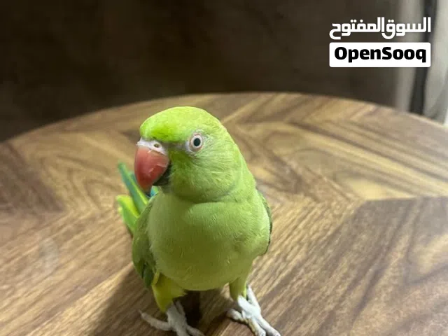 للبيع بغبغاء دره  ( انثى ) أليفه
